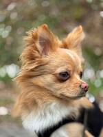 Chihuahua Pomeranian 