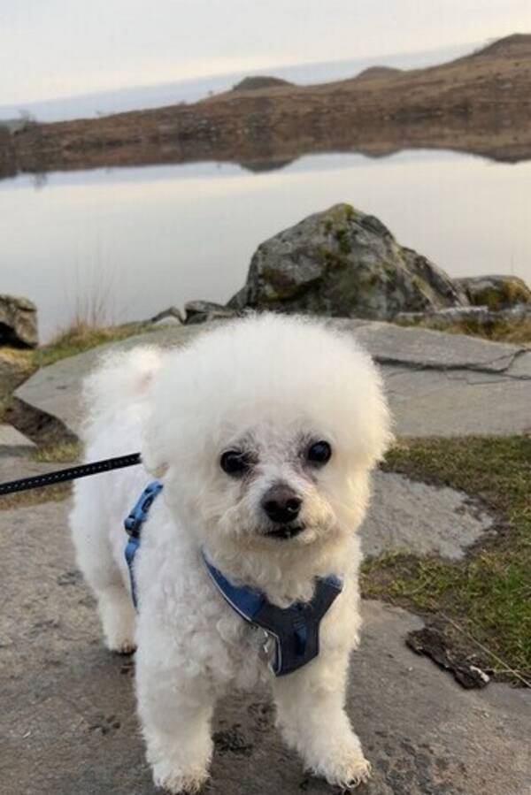 Hund - Bichon frise hann 11 år Hund - Bichon frise hann 11 år