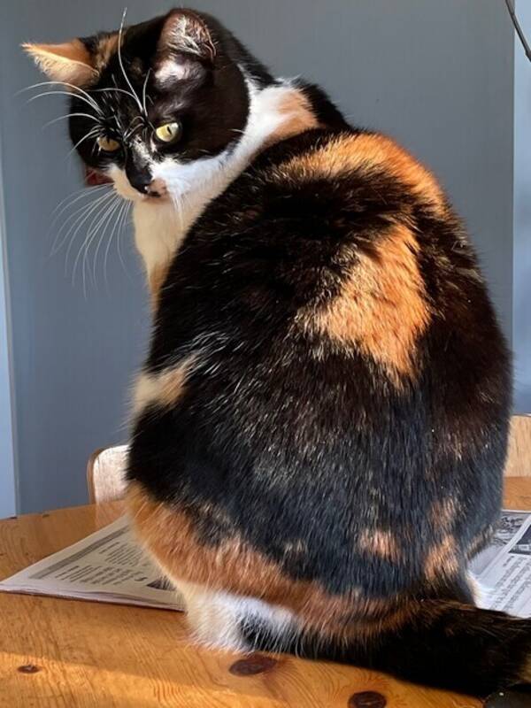 Katt - Huskatten Katie