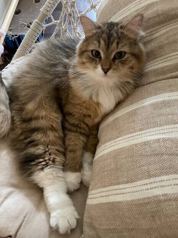 Katt - Katten Lovis