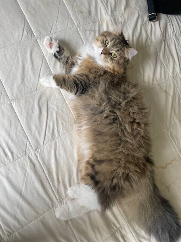 Katt - Katten Lovis