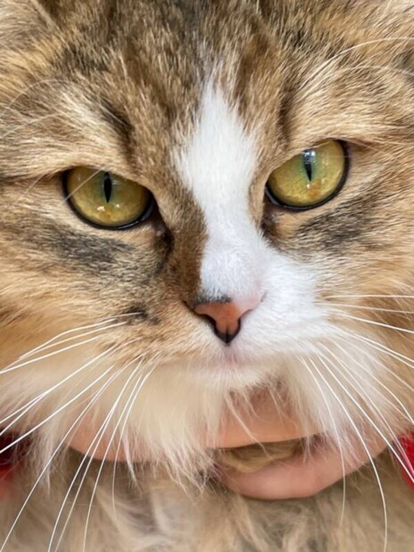Katt - Katten Lexi