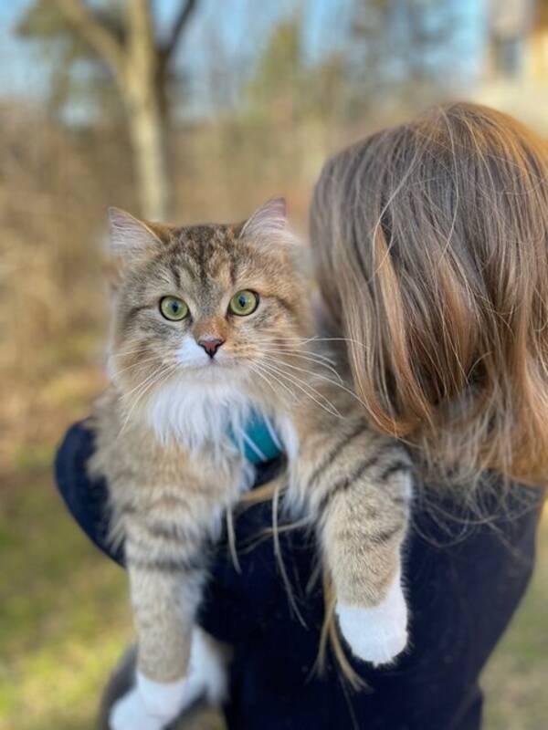 Katt - Katten Lovis