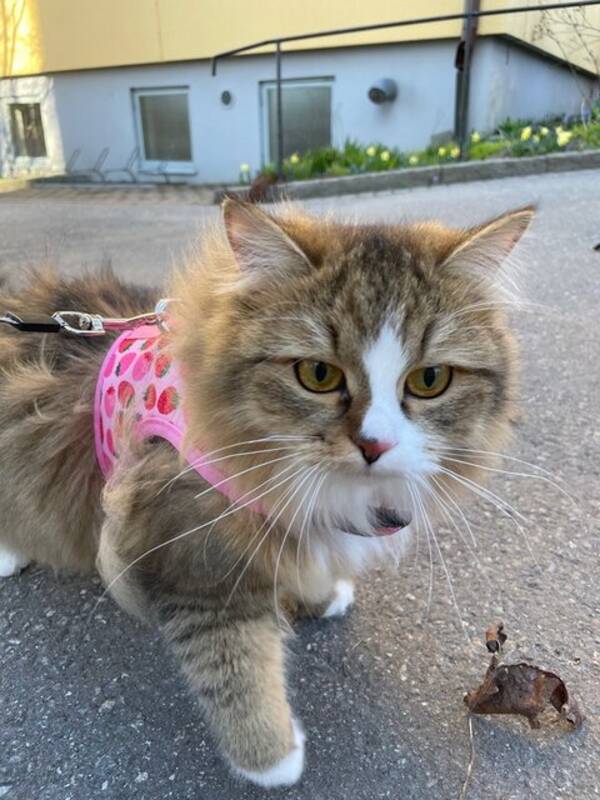 Katt - Katten Lexi