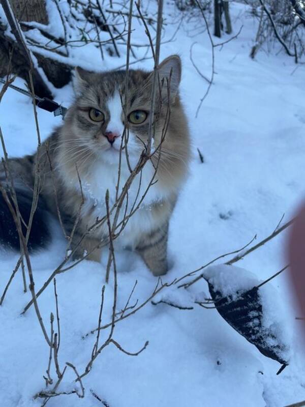 Katt - Katten Lexi