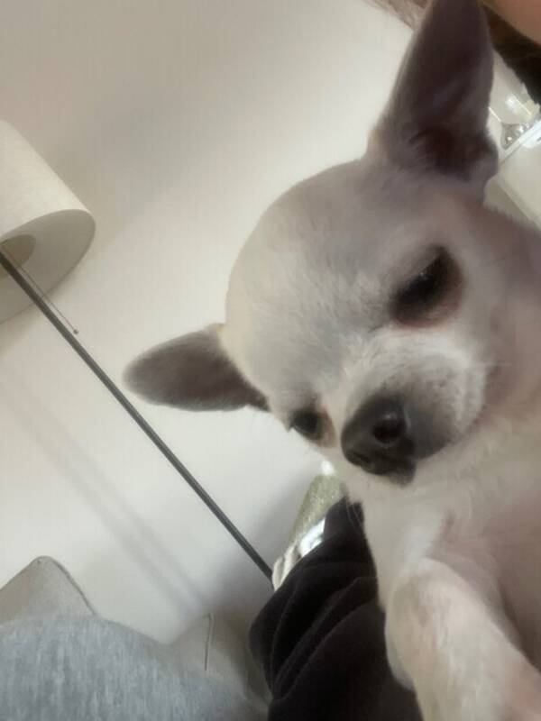 Hund - Chihuahua 