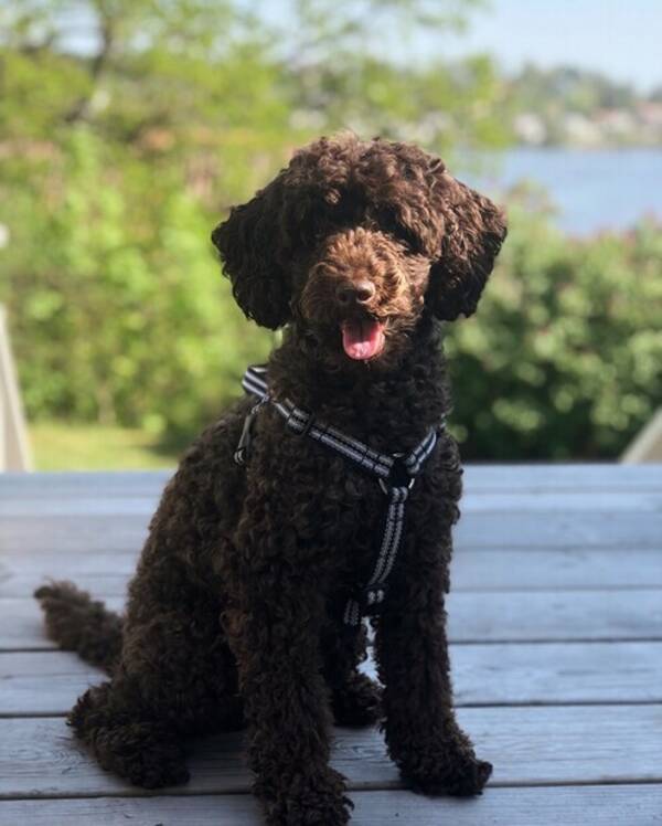 Hund - Pudel Eddie