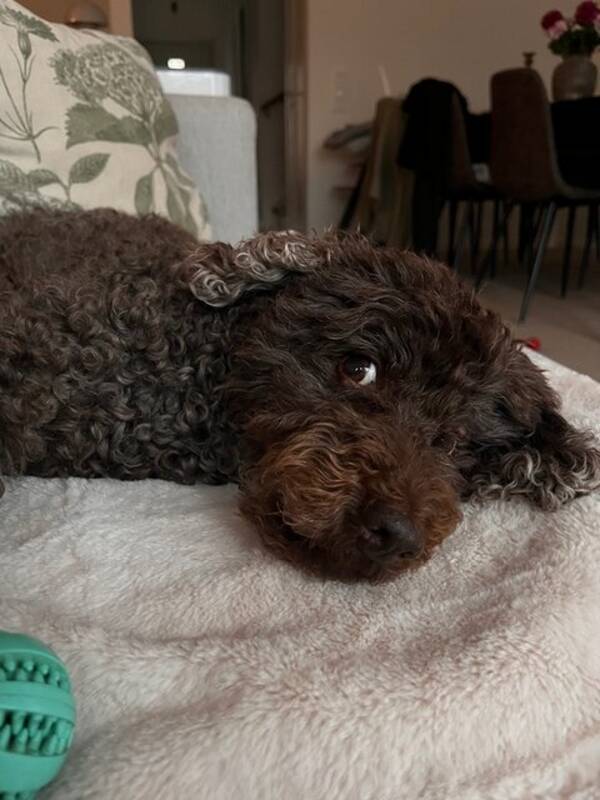 Hund - Pudel Eddie