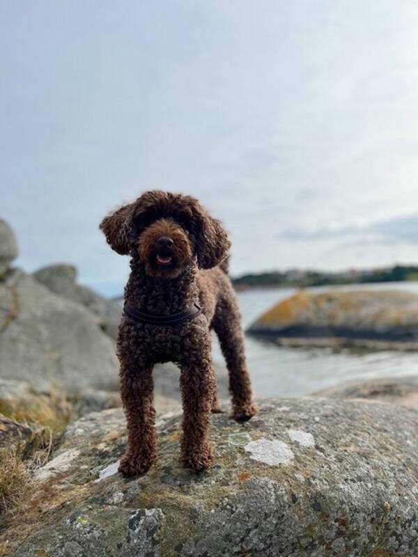 Hund - Pudel Eddie