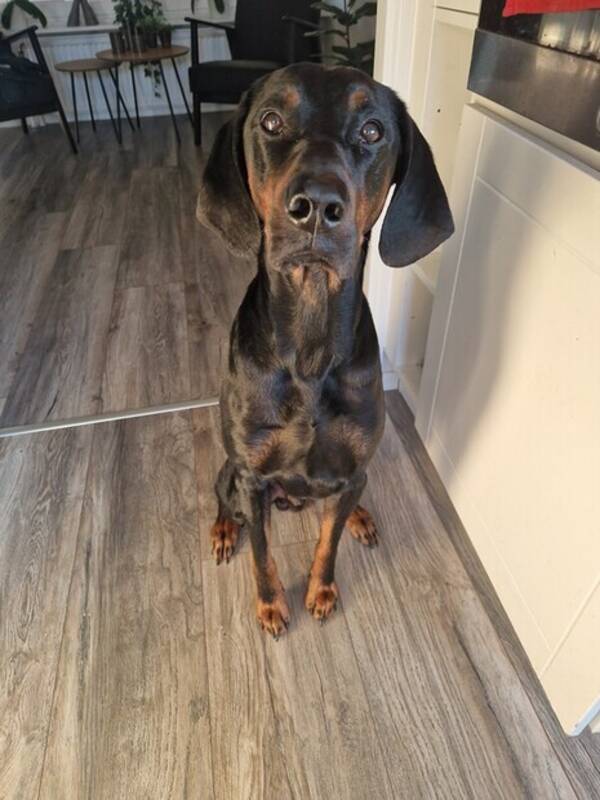Hund - Fin hund