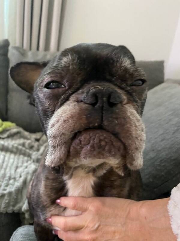 Hund - Frallan Nils