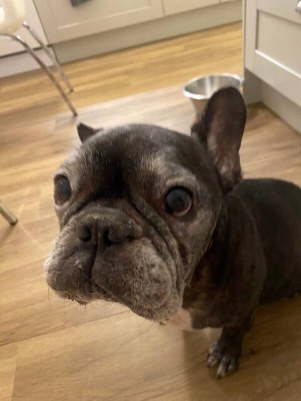 Hund - Frallan Nils