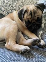 Mopsen Maia Mopsen Maia