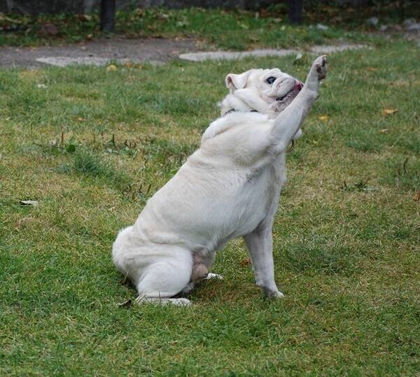 Hund - Unika Vita Mopsen Nisse.