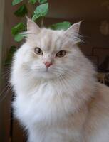 Ludde