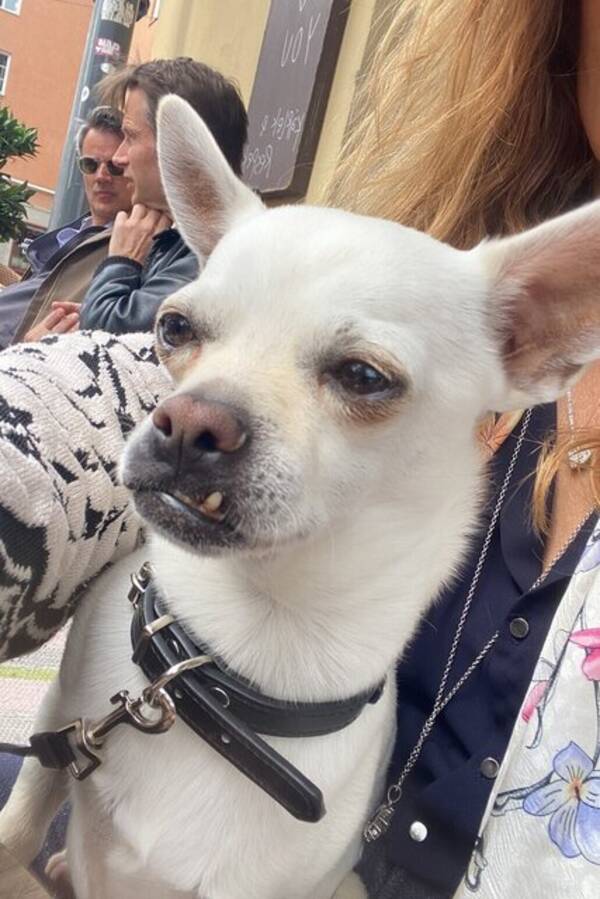 Hund - chihuahua Ditto
