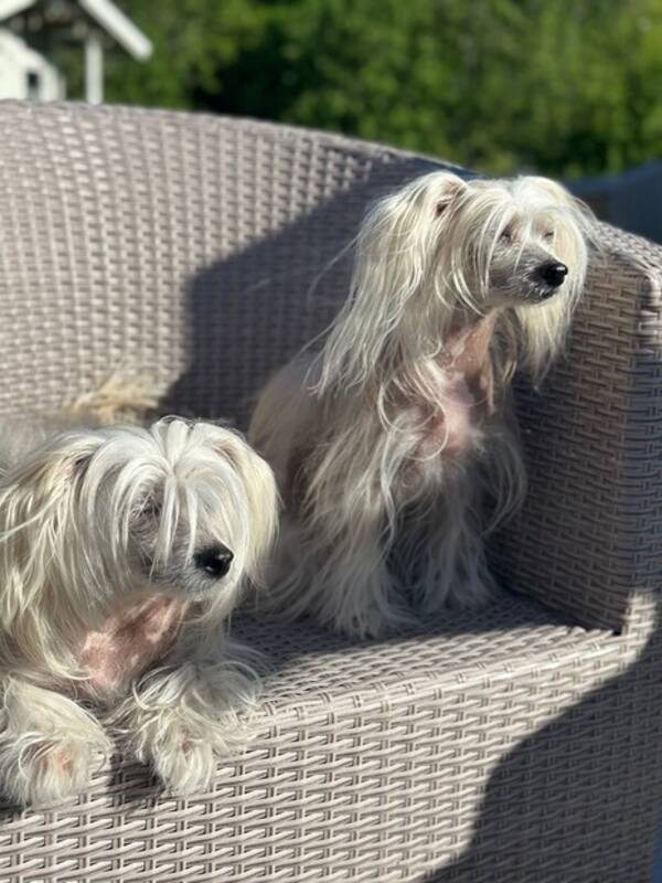 Hund - Kinesisk nakenhund Pia og Lykke Hund - Kinesisk nakenhund Pia og Lykke