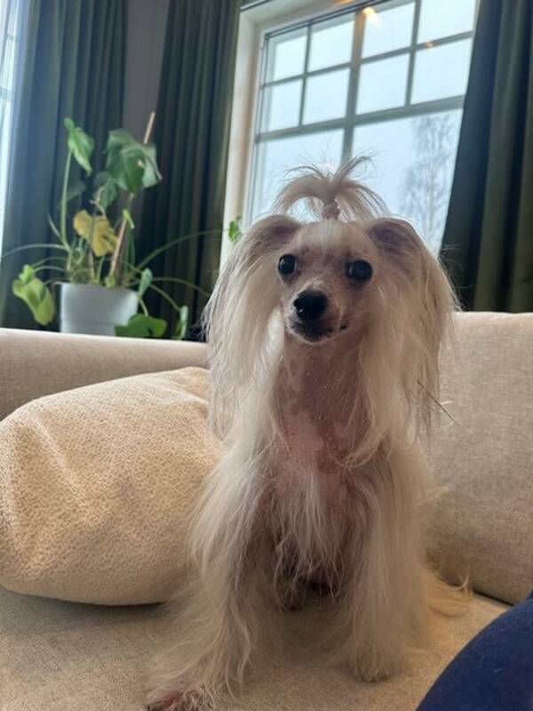 Hund - Kinesisk nakenhund Pia og Lykke Hund - Kinesisk nakenhund Pia og Lykke