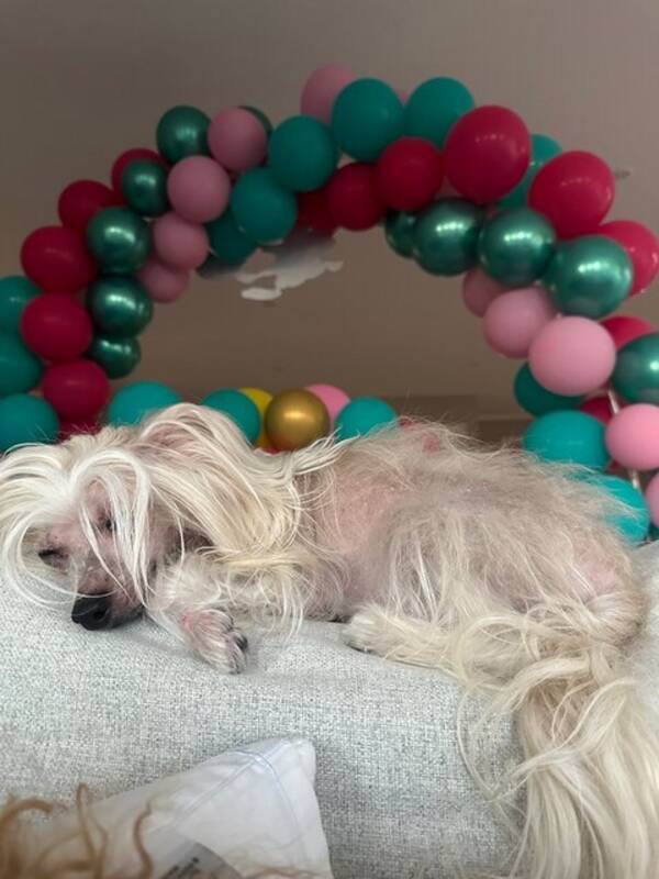 Hund - Kinesisk nakenhund Pia og Lykke Hund - Kinesisk nakenhund Pia og Lykke