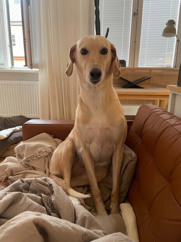 Hund - Alba