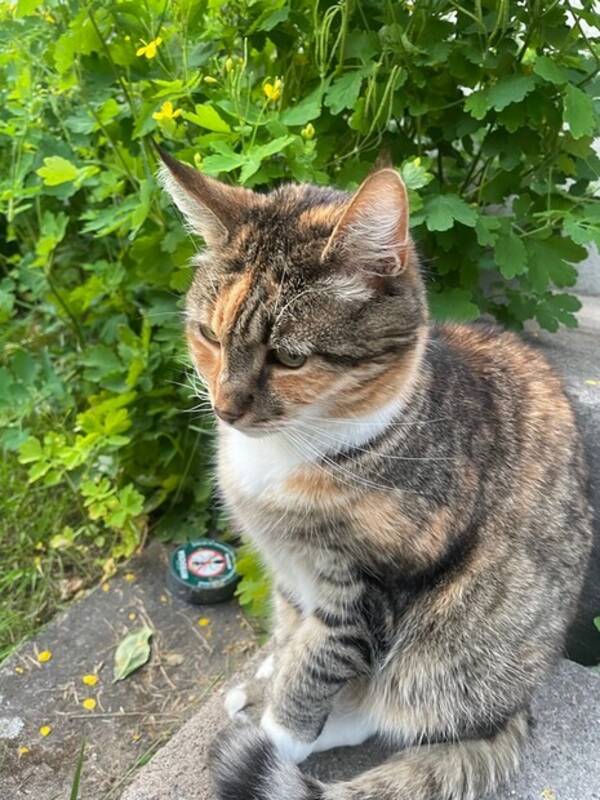 Katt - Vrldens bsta 