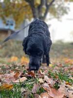 Labradoodlen Helge