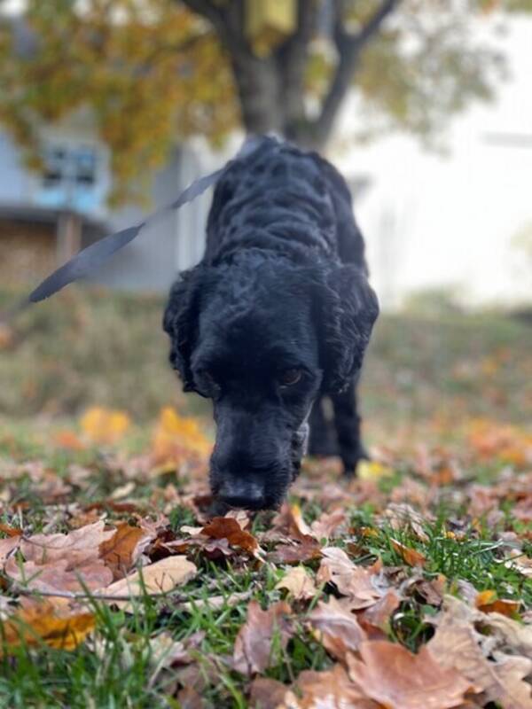 Hund - Labradoodlen Helge
