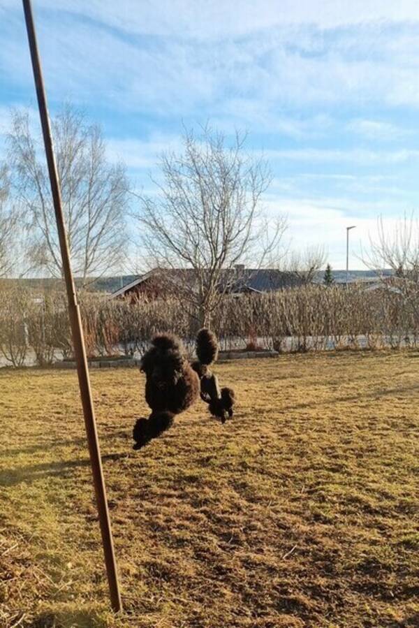 Hund - Jag har tre Pudlar  