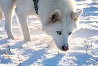 Vit polarhund