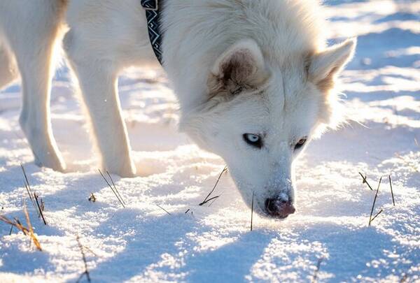 Hund - Vit polarhund