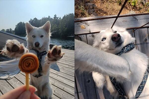 Hund - Vit polarhund