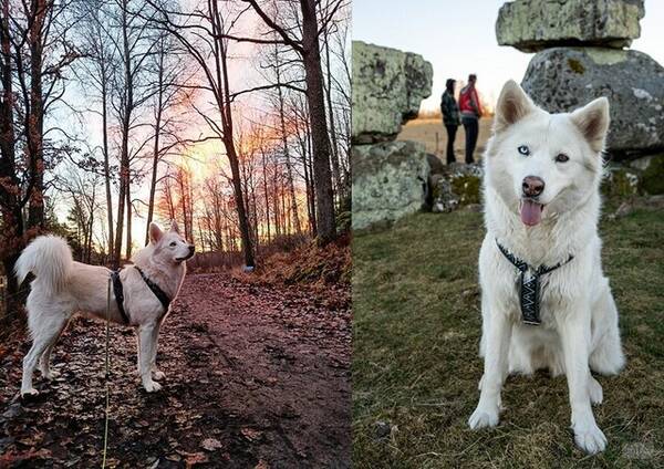 Hund - Vit polarhund
