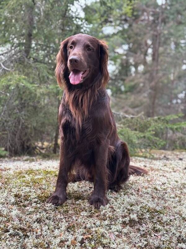 Hund - Lucky