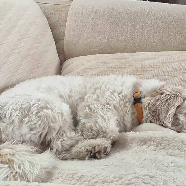 Hund - Bichon havanas Messi