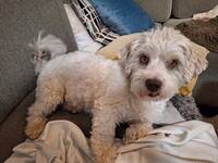 Bichon havanaïs Messi Bichon havanaïs Messi