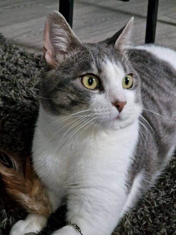 Katt - Neo Katt - Neo