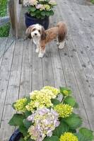 Bichon Havanais