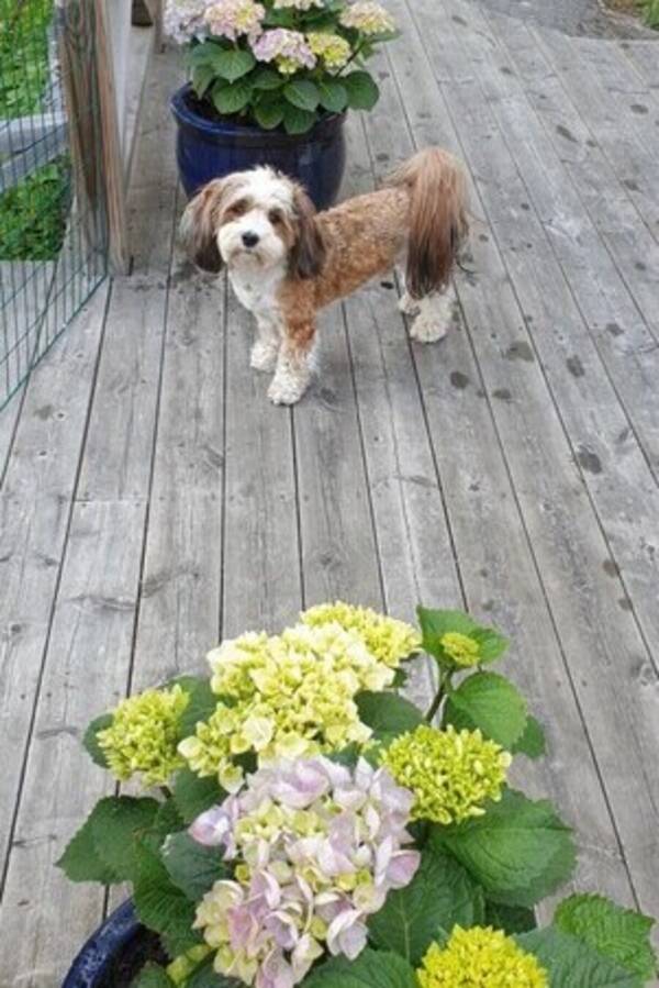 Hund - Bichon Havanais