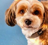 Bichon Havanais Bichon Havanais