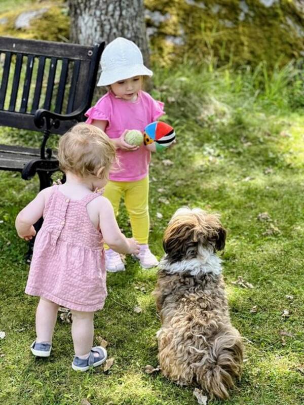 Hund - Bichon Havanais