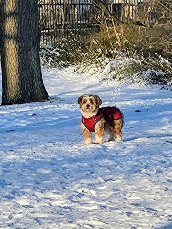 Hund - Bichon Havanais