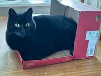Svart Katt