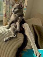 Katten