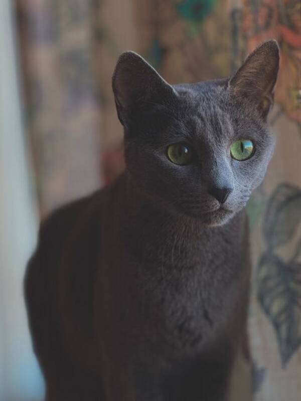 Katt - Katten