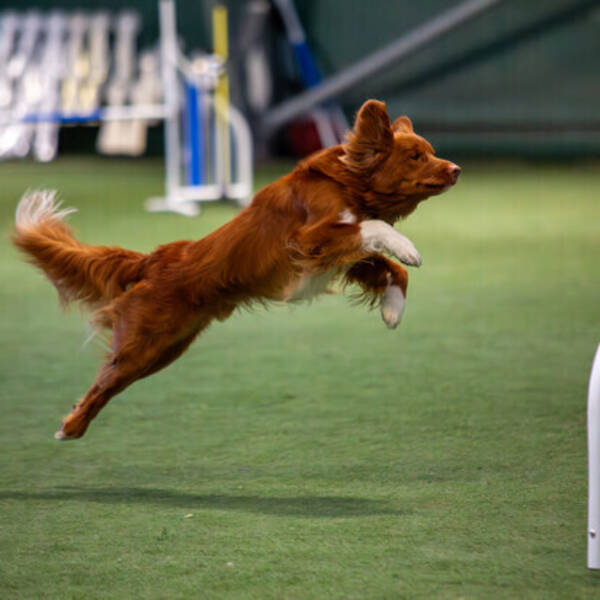 Hund - Toller  Hund - Toller