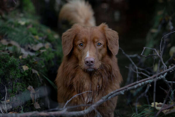 Hund - Toller Elvis  Hund - Toller Elvis