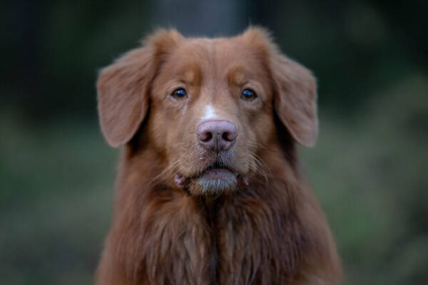 Hund - Toller Elvis  Hund - Toller Elvis