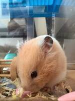 Guldhamstern Roxy