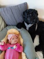 Australian cobboerdog