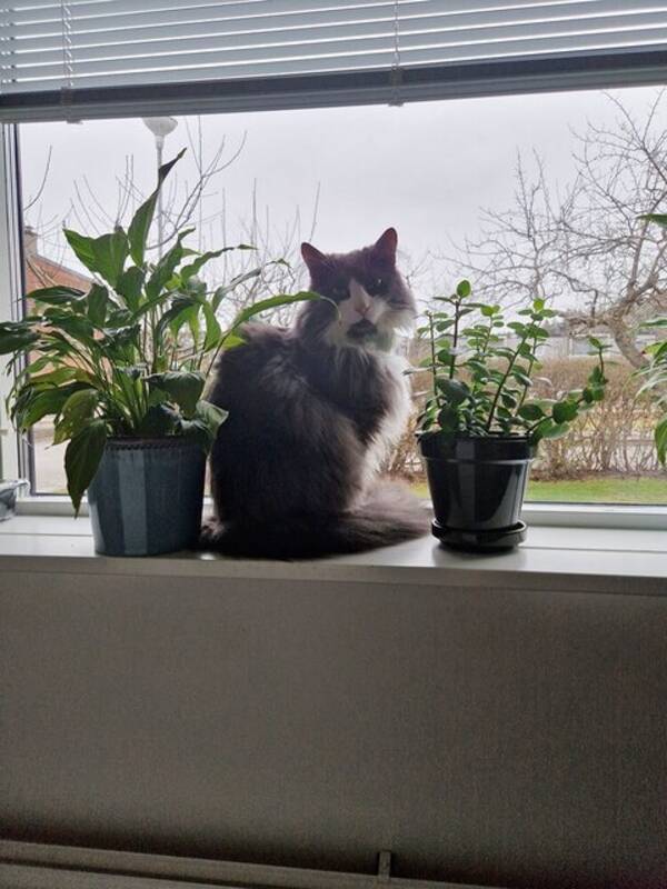 Katt - Bosse